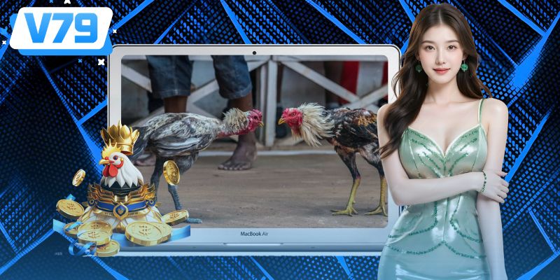 Các yếu tố đáng chú ý khi theo dõi những trận đấu đá gà thomo