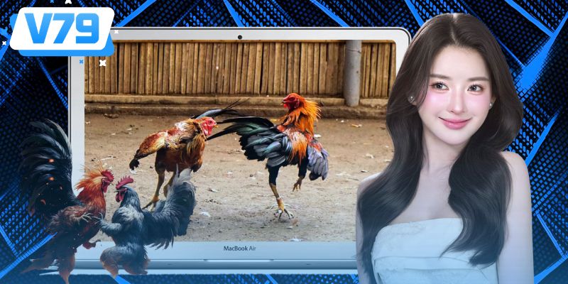Đá Gà Cựa Dao Là Gì? Cách Quan Sát Trận Đấu Hiệu Quả