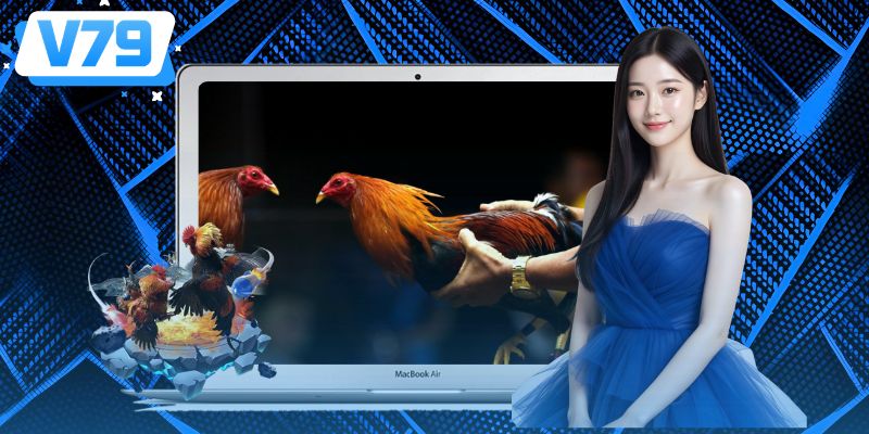 Trực tiếp đá gà tại V79 có nhiều ưu điểm nổi bật Trực tiếp đá gà tại V79 có nhiều ưu điểm nổi bật